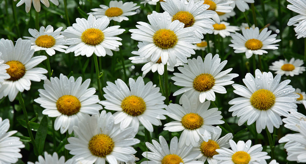 A patch of white and yellow daisies.