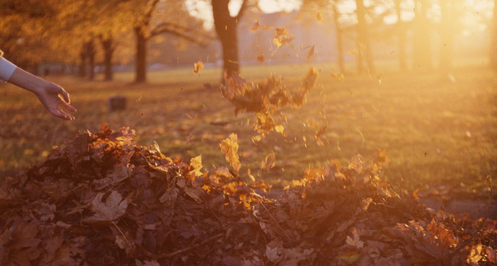 a woman's hand tosses leaves onto a raked pile in the autumn sunlight